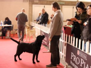 Allevamento del labrador retriever in esposizione di bellezza